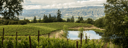 Bonterra Organic Estates vineyard with a lakeview panoramic shot