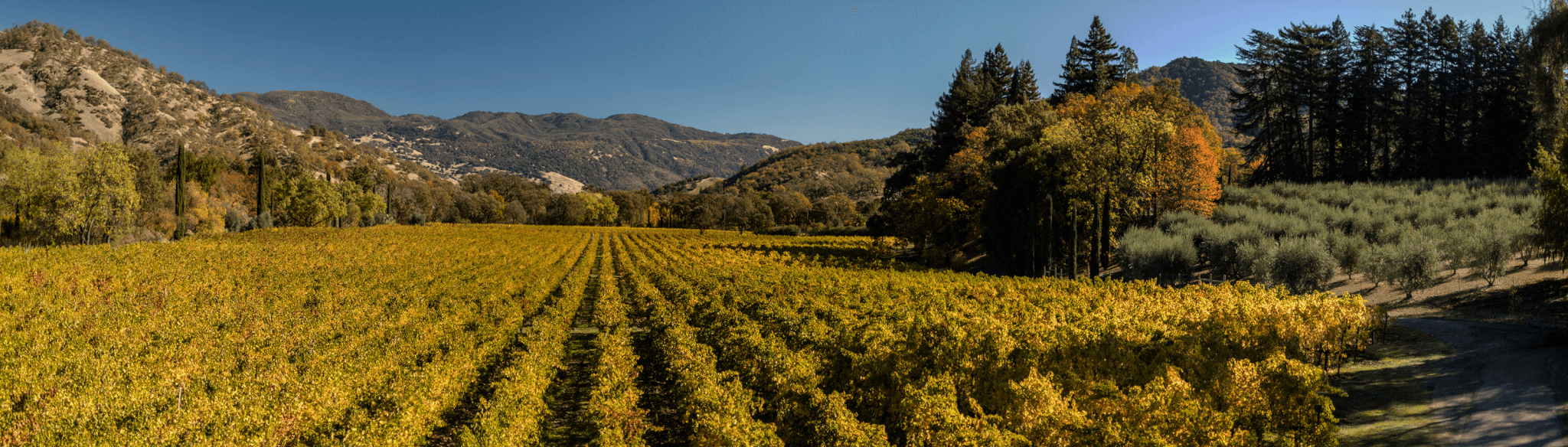 Panoramic shot of Bonterra Organic Estate vineyard