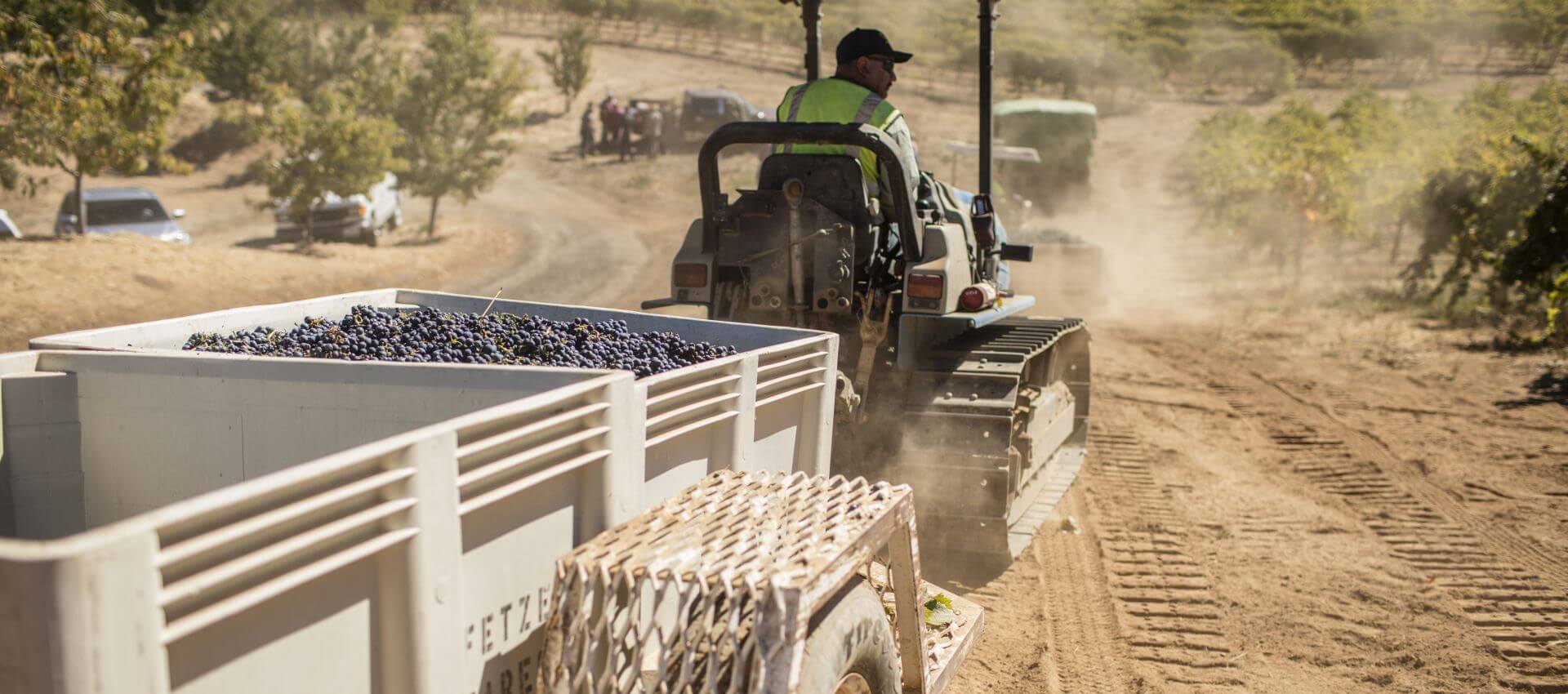 Bonterra Harvest, a man driving vehicle with carts of newly harvested red grapes. True Zero waste.