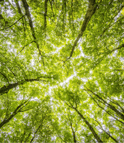 Green trees low-angle shot