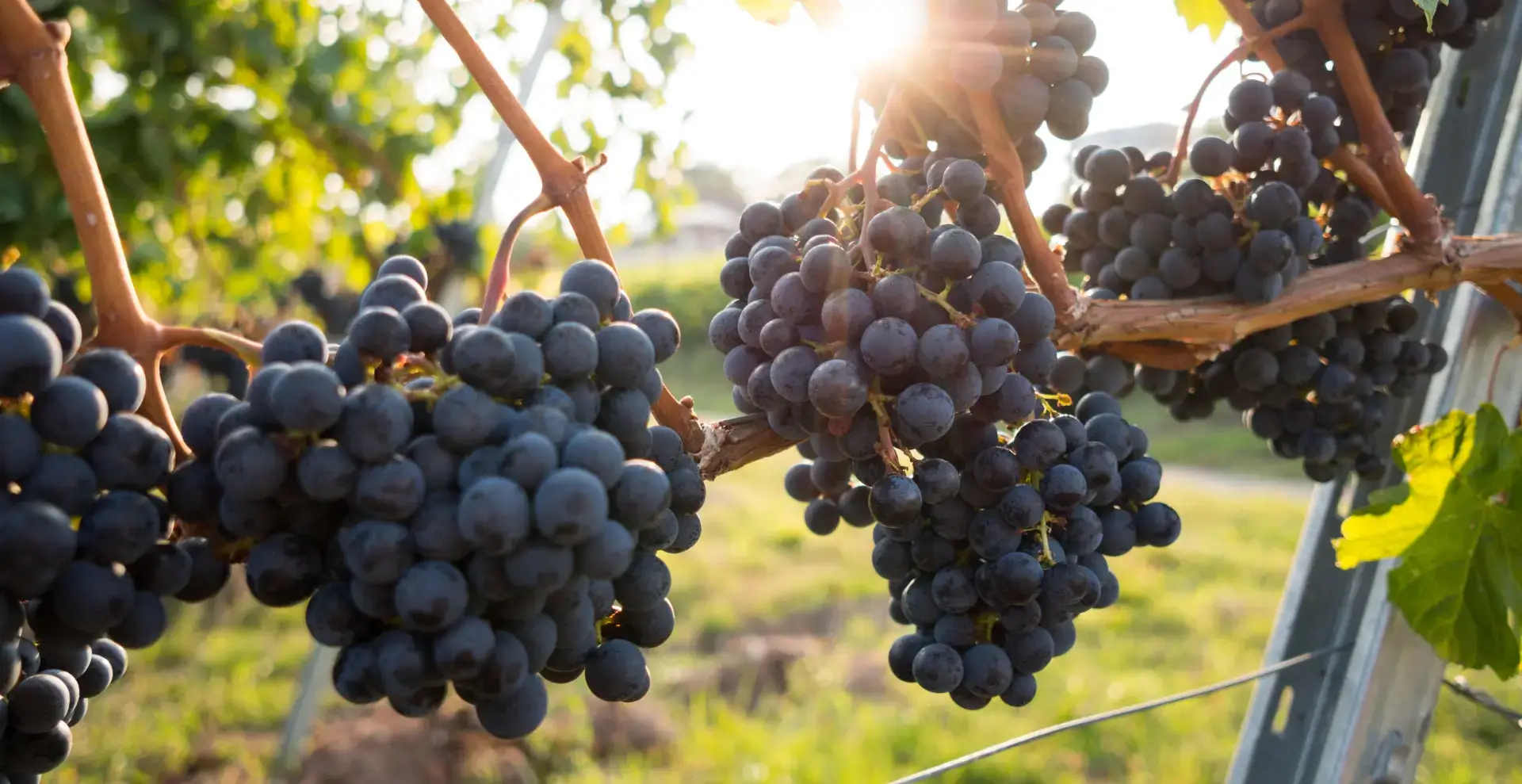 Several clusters of red grape, close-up view.