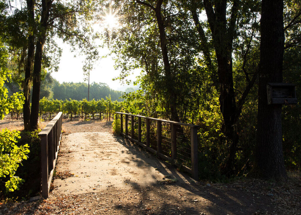 The vineyard at McNab