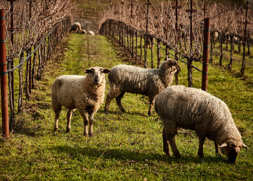 Sheep grazing at McNab Estate Ranch