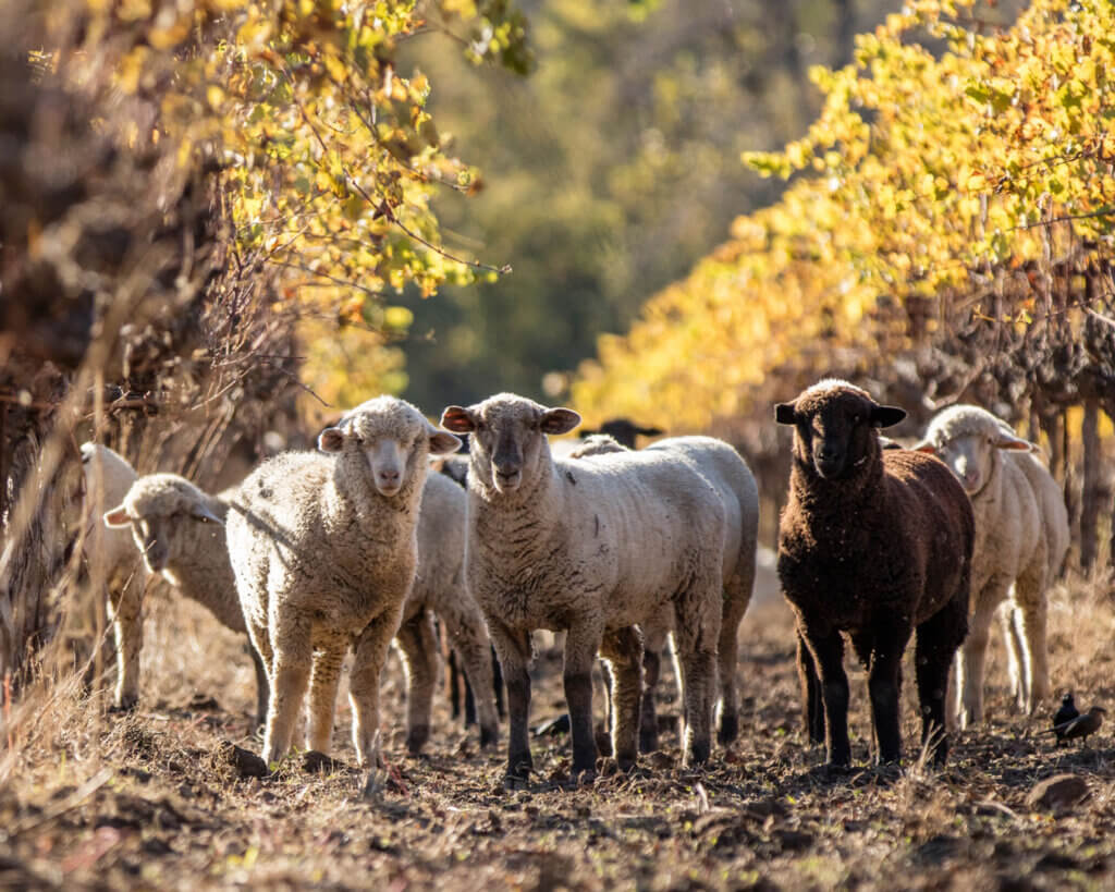 sheep grazing underneath our grape vines during the fall