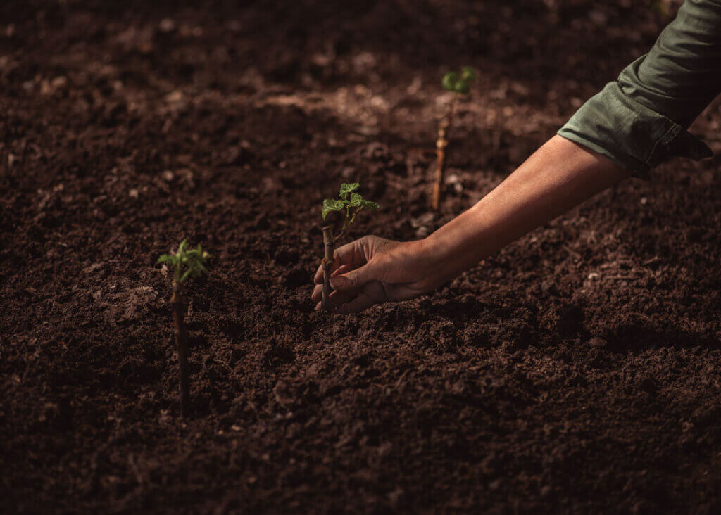 hand planting grape vine in soil