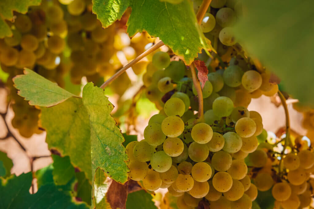 chardonnay grapes